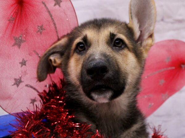 German Shepherd-DOG-Female-Black & Tan-17246-Petland Wichita, Kansas