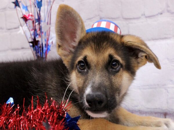 German Shepherd-DOG-Male-Black & Tan-17247-Petland Wichita, Kansas