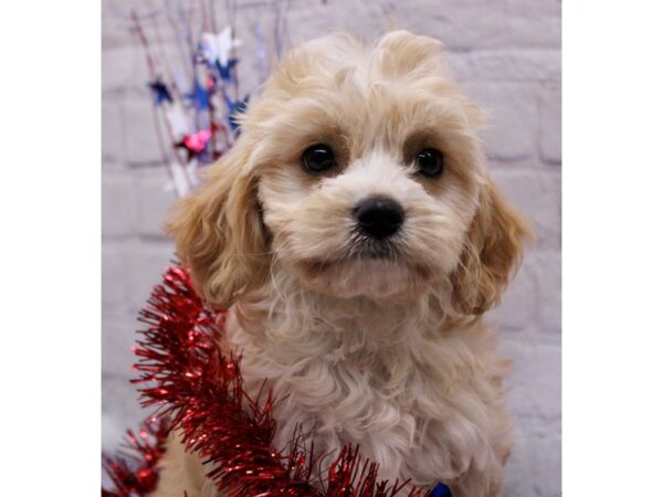 Cavachon Dog Female Apricot 17254 Petland Wichita, Kansas