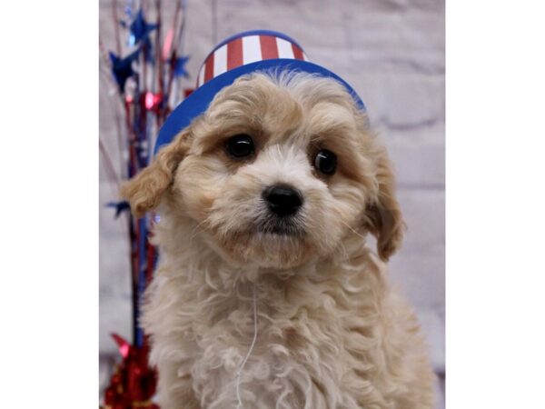 Cavachon DOG Male Apricot 17253 Petland Wichita, Kansas