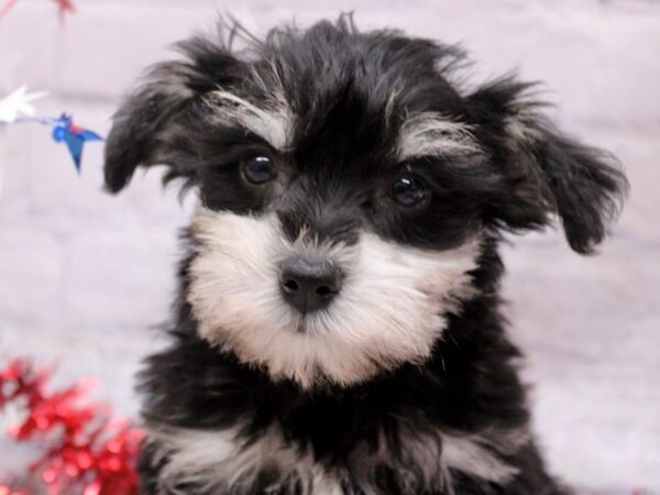 Mini Schnoodle-DOG-Female-Black & Silver-17249-Petland Wichita, Kansas