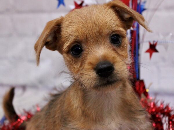 ChiMorkie-DOG-Male-Red-17255-Petland Wichita, Kansas