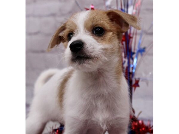 ChiMorkie-Dog-Male-White & Red-17256-Petland Wichita, Kansas