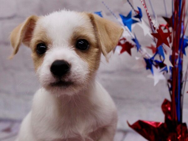 ChiMorkie-DOG-Male-White & Cream-17257-Petland Wichita, Kansas