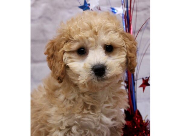 Bichon Poo DOG Female Cream 17259 Petland Wichita, Kansas