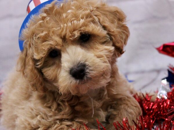 Bichon Poo DOG Male Apricot 17261 Petland Wichita, Kansas