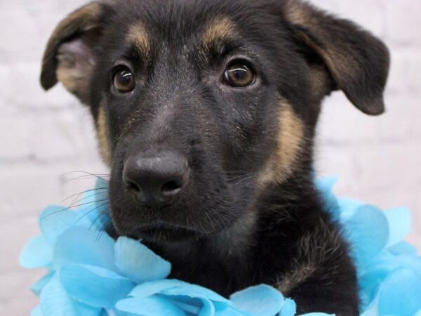 German Shepherd DOG Male Black & Tan 17266 Petland Wichita, Kansas