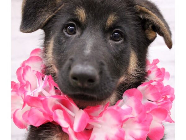 German Shepherd DOG Female Black & Tan 17267 Petland Wichita, Kansas