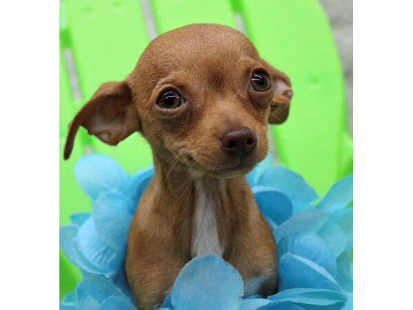 Chihuahua-DOG-Male-Red-17264-Petland Wichita, Kansas