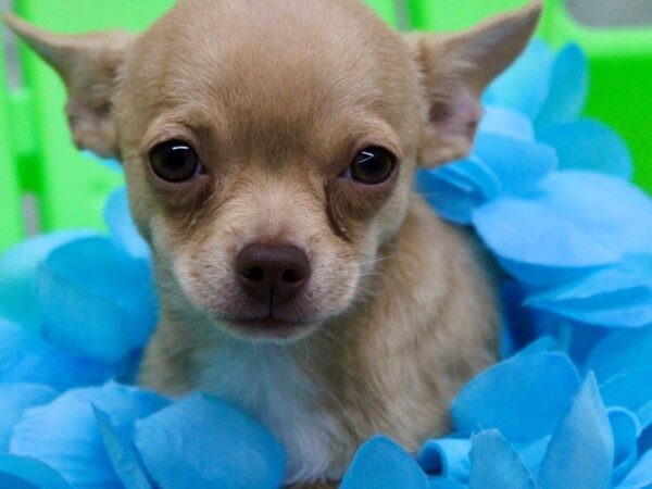 Chihuahua DOG Male Cream 17263 Petland Wichita, Kansas