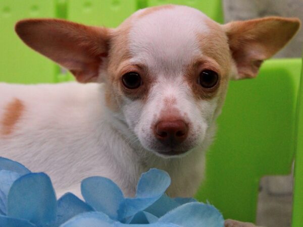 Chihuahua DOG Male Cream & White 17262 Petland Wichita, Kansas