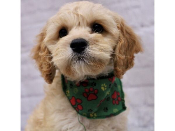 Cockapoo-DOG-Male-Gold-17268-Petland Wichita, Kansas