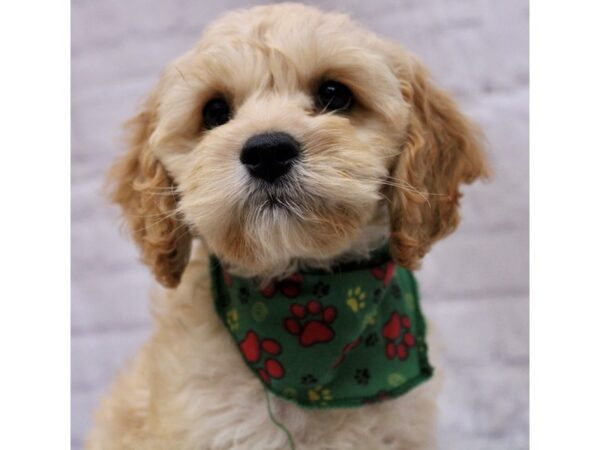 Cockapoo DOG Male Gold 17268 Petland Wichita, Kansas