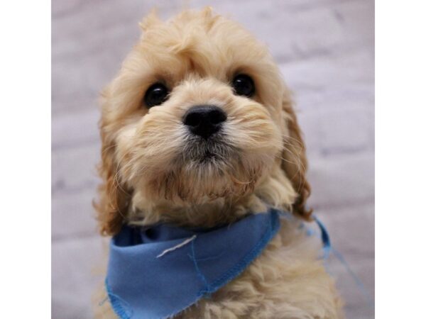 Cockapoo DOG Male Gold 17269 Petland Wichita, Kansas