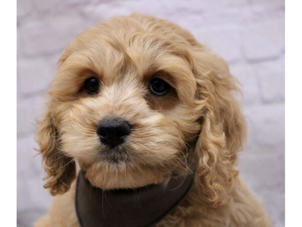 Cockapoo DOG Male Gold 17270 Petland Wichita, Kansas