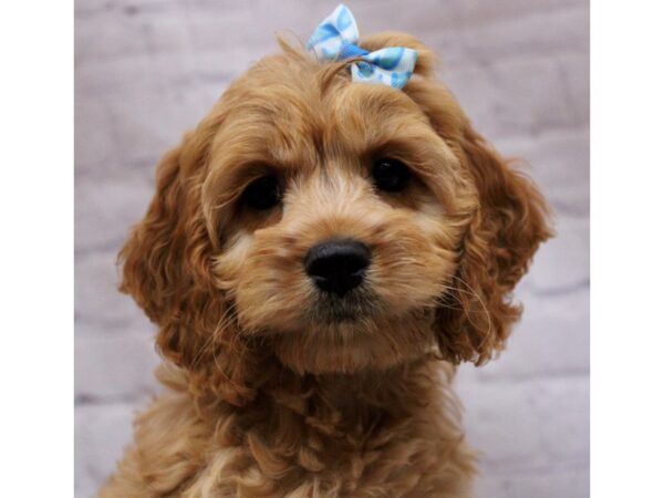 Cockapoo-DOG-Female-Gold-17272-Petland Wichita, Kansas