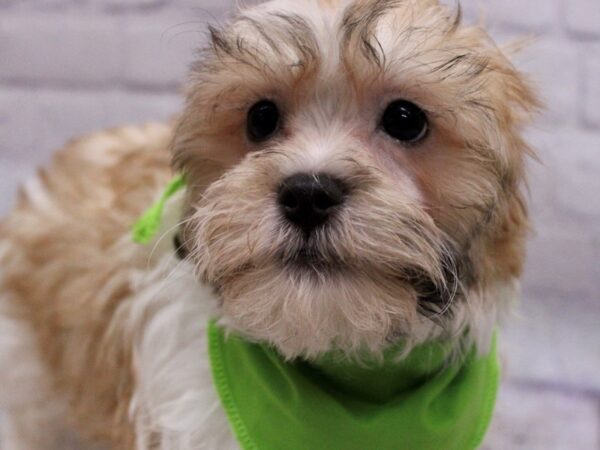 Teddy Bear-DOG-Male-Gold & White-17276-Petland Wichita, Kansas