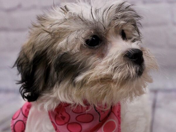 Teddy Bear-Dog-Female-Gold & White-17277-Petland Wichita, Kansas