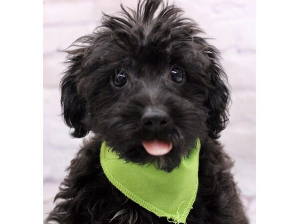 Silky Poo-DOG-Male-Black-17278-Petland Wichita, Kansas