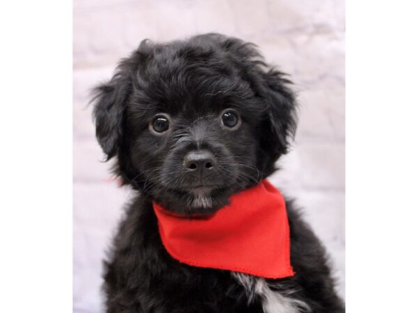 Mini Aussiedoodle DOG Male Black 17280 Petland Wichita, Kansas