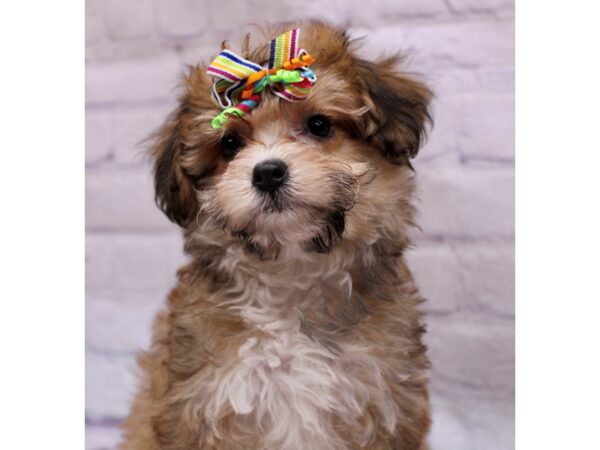 PapiPoo-DOG-Female-Red Sable-17281-Petland Wichita, Kansas