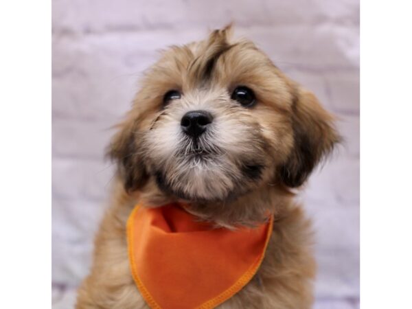 Lhasa Poo DOG Male Red Sable 17282 Petland Wichita, Kansas