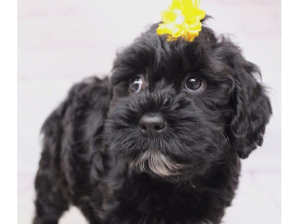 Cockapoo DOG Female Black w/ White Spots 17284 Petland Wichita, Kansas