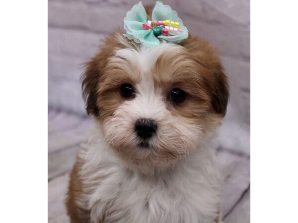 Lhasa Poo-DOG-Female-Red Gold White-17283-Petland Wichita, Kansas