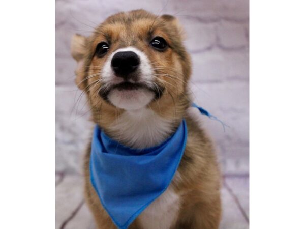 Pembroke Welsh Corgi-DOG-Male-Sable-17286-Petland Wichita, Kansas