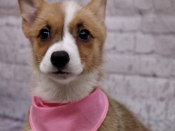 Pembroke Welsh Corgi DOG Female Red & White 17287 Petland Wichita, Kansas