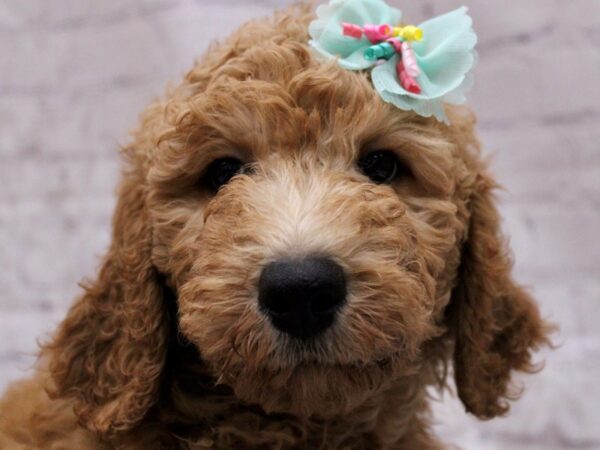 F1B Goldendoodle-DOG-Female-Red-17288-Petland Wichita, Kansas