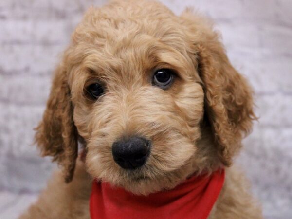 F1B Goldendoodle DOG Female Red 17289 Petland Wichita, Kansas