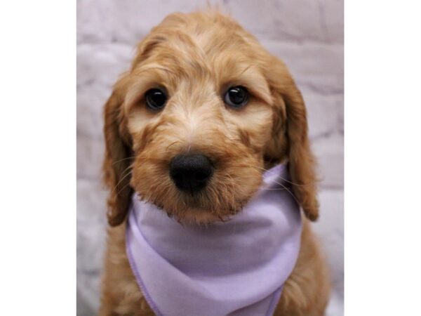 F1B Goldendoodle-DOG-Male-Red-17290-Petland Wichita, Kansas