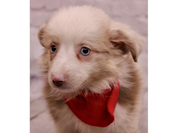 Miniature Australian Shepherd DOG Male Red Merle 17293 Petland Wichita, Kansas