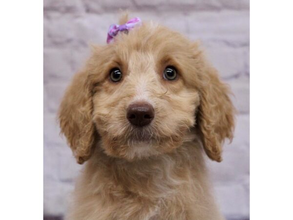 F1B Goldendoodle DOG Female Gold & White 17302 Petland Wichita, Kansas