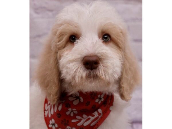 F1B Goldendoodle-DOG-Male-White & Gold Parti-17300-Petland Wichita, Kansas