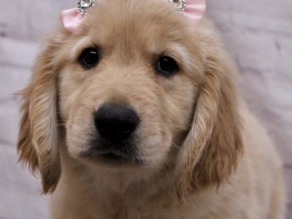 Golden Retriever-DOG-Female-Gold-17298-Petland Wichita, Kansas