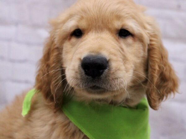 Golden Retriever DOG Male Gold 17297 Petland Wichita, Kansas