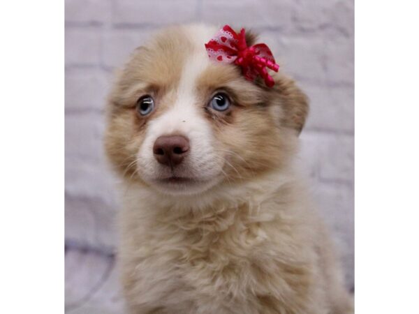 Miniature Australian Shepherd DOG Female Red Merle 17296 Petland Wichita, Kansas