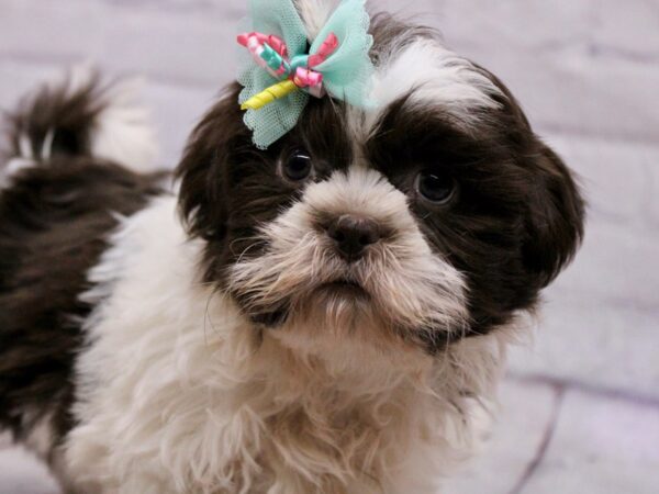 Shih Tzu DOG Female Chocolate & White 17294 Petland Wichita, Kansas