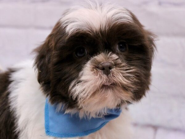 Shih Tzu DOG Male Chocolate & White 17295 Petland Wichita, Kansas