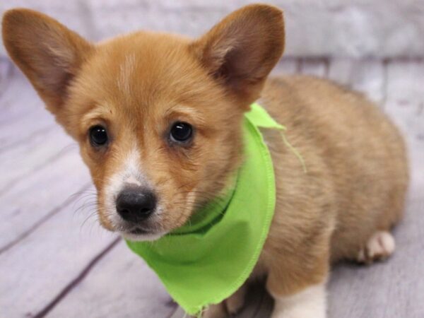 Pembroke Welsh Corgi Dog Male Red & White 17304 Petland Wichita, Kansas