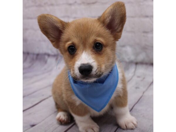 Pembroke Welsh Corgi Dog Male Red & White 17305 Petland Wichita, Kansas