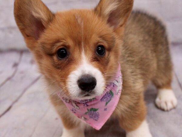 Pembroke Welsh Corgi-DOG-Female-Red & White-17306-Petland Wichita, Kansas