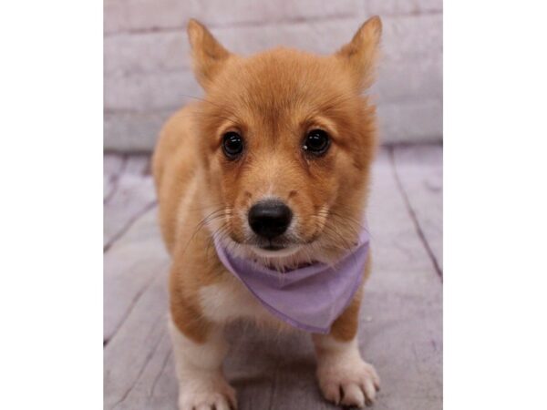 Pembroke Welsh Corgi DOG Female Red & White 17307 Petland Wichita, Kansas