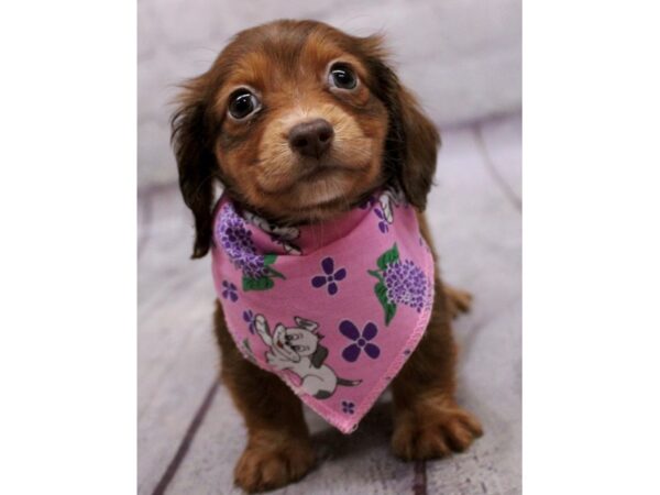 Miniature Dachshund-DOG-Female-Red Chocolate-17308-Petland Wichita, Kansas