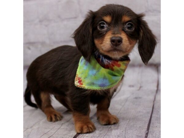 Miniature Dachshund DOG Female Chocolate & Tan 17309 Petland Wichita, Kansas