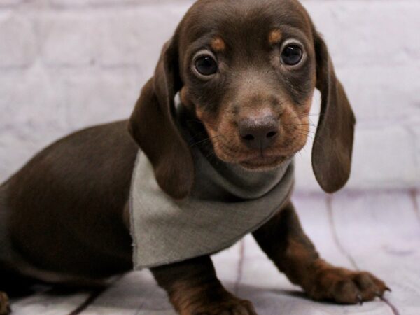 Miniature Dachshund DOG Male Chocolate & Tan 17310 Petland Wichita, Kansas