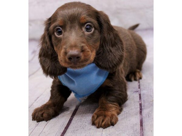 Miniature Dachshund DOG Male Chocolate & Tan 17311 Petland Wichita, Kansas