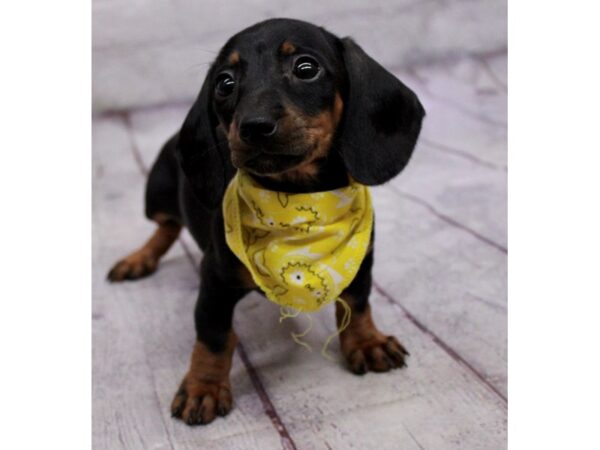 Miniature Dachshund-DOG-Female-Black & Tan-17312-Petland Wichita, Kansas